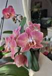 Орхидеи Леко фантастик-440грн;Paph.Moquetteanum(револьверное цв)