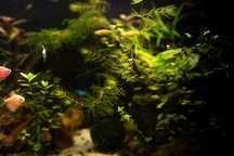 Roślina do akwarium Rogatek Ceratophyllum ( Anty glon )