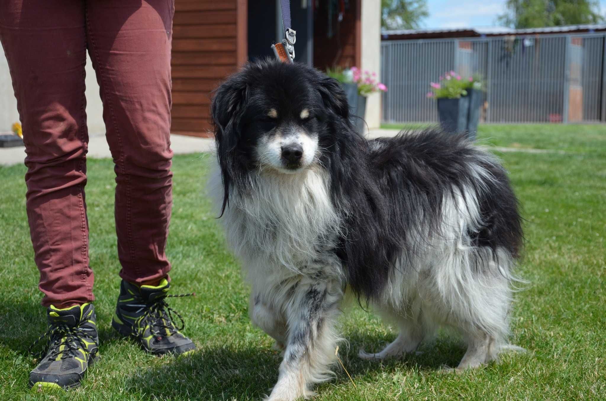 Furio – mistrz relaksu z nosem przy ziemi szuka kanapy
