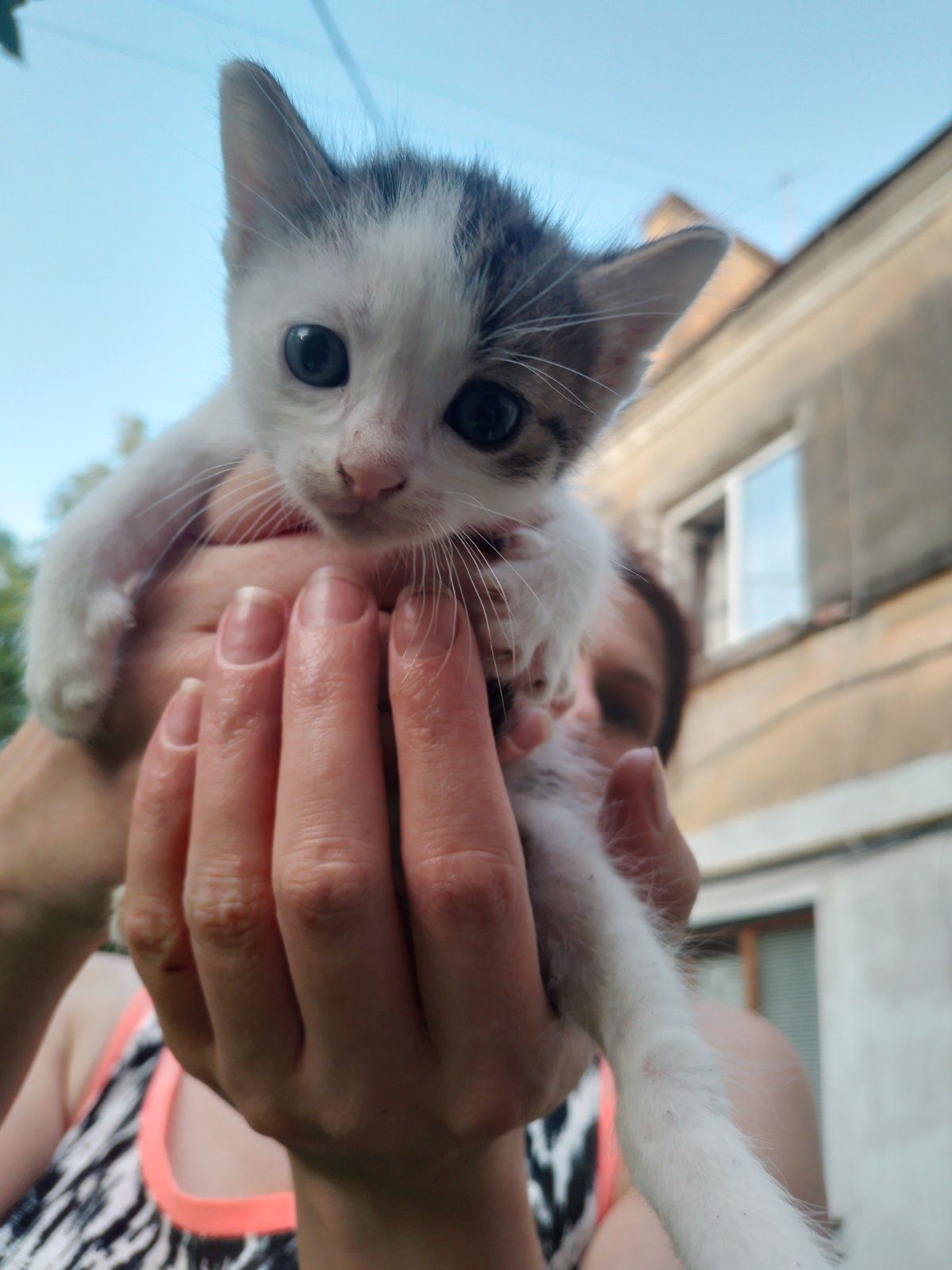 Кошенята  в добрі куки