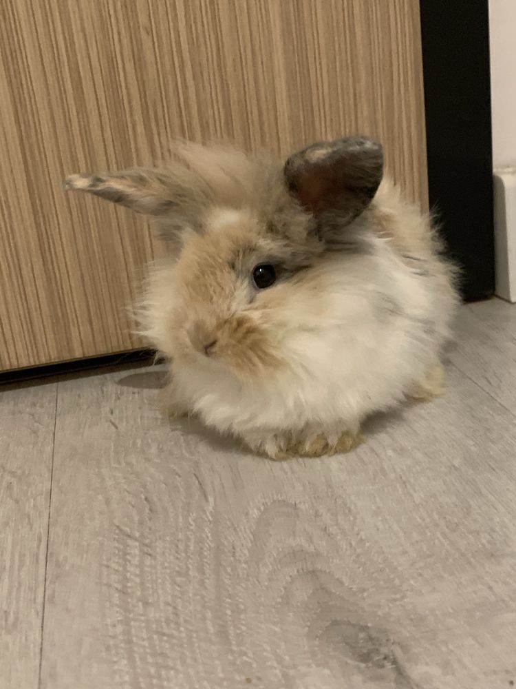 Królik miniaturka