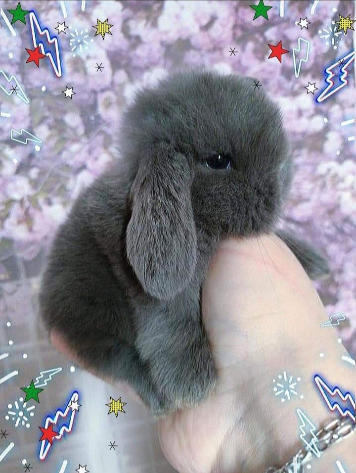 Kroliczki mini lop miniaturka hodowla zarejestrowana