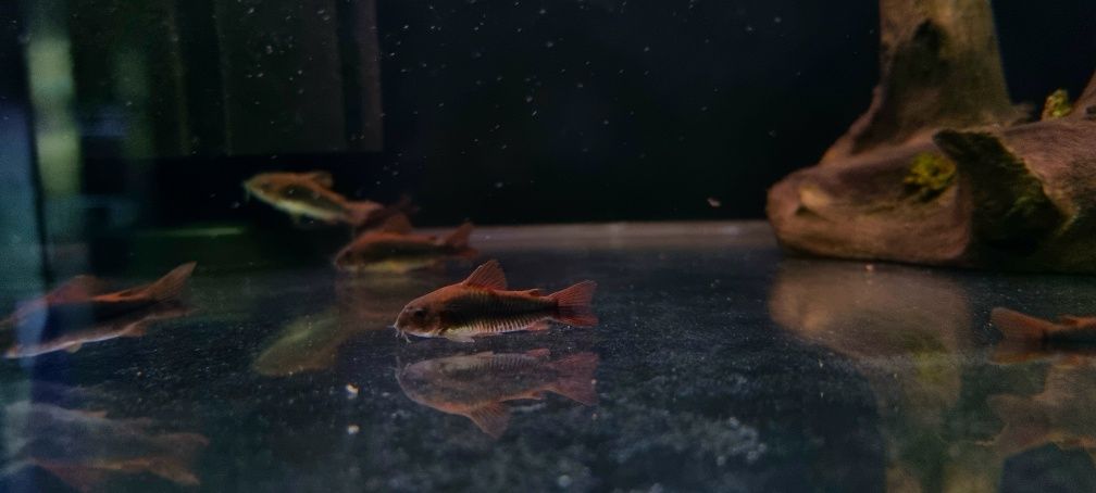 Kirysek czarny (corydoras black)