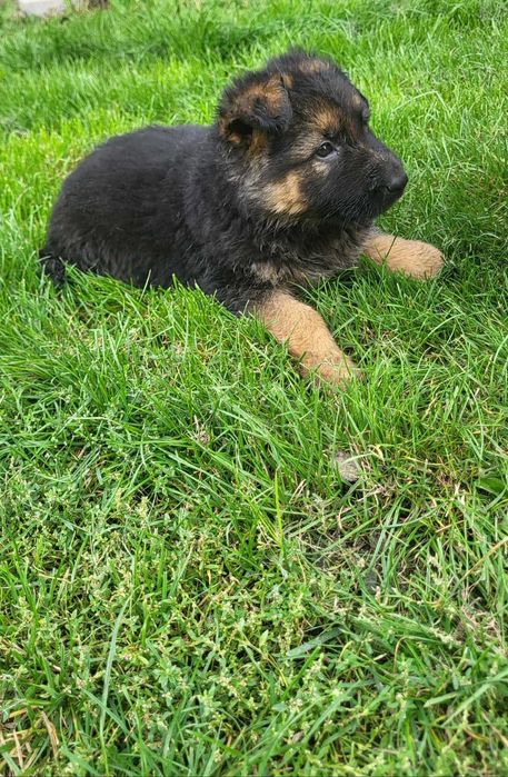 Owczarki niemieckie długowłose !!