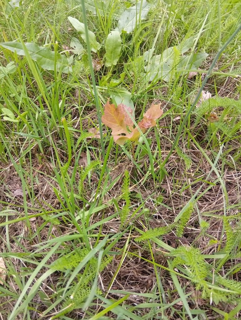 Młode sadzonki dębu pospolitego