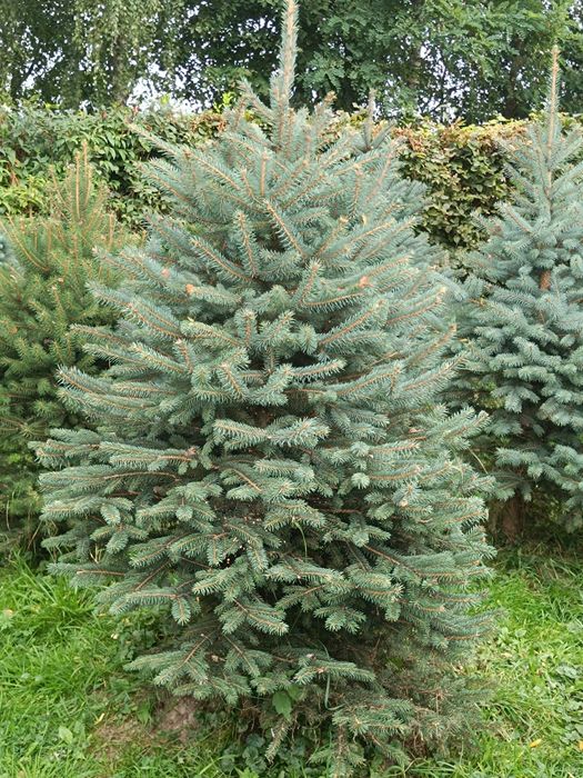 Ялинка голуба Кейбаб