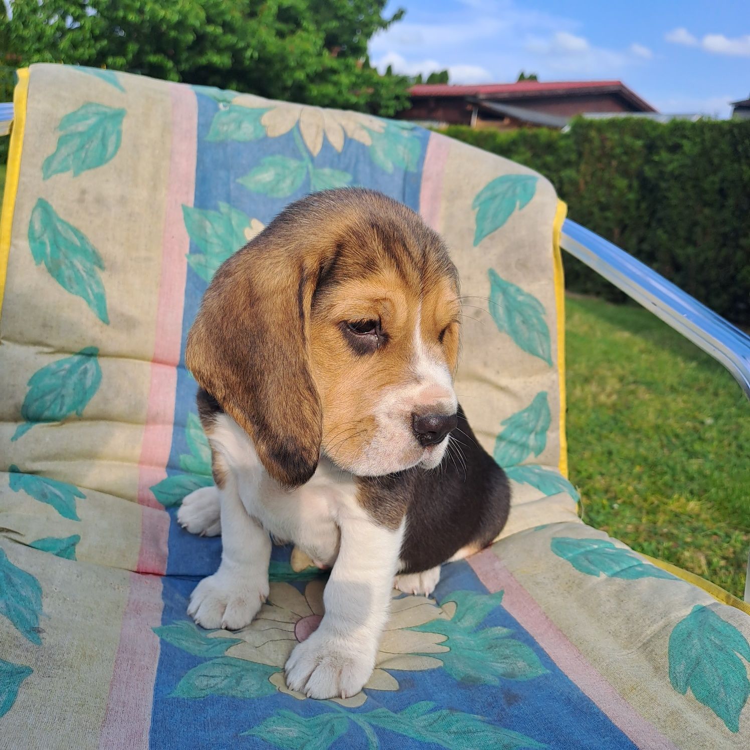 Silczny piesek beagle.