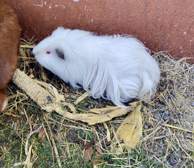 Świnki morskie (samce i samiczki)