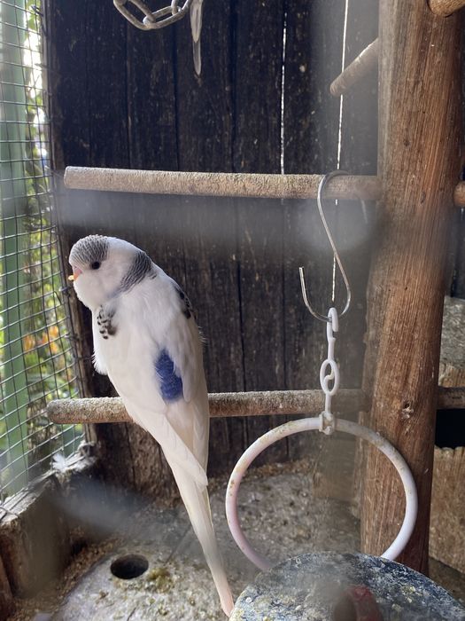 Periquitos com cores excecionais ! Black Friday