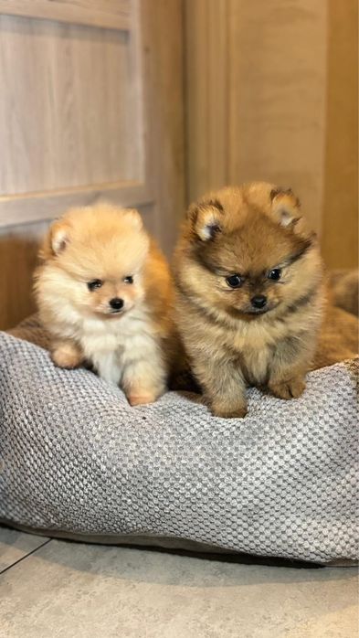 Pomeranian szpic miniaturowy puchata sunia