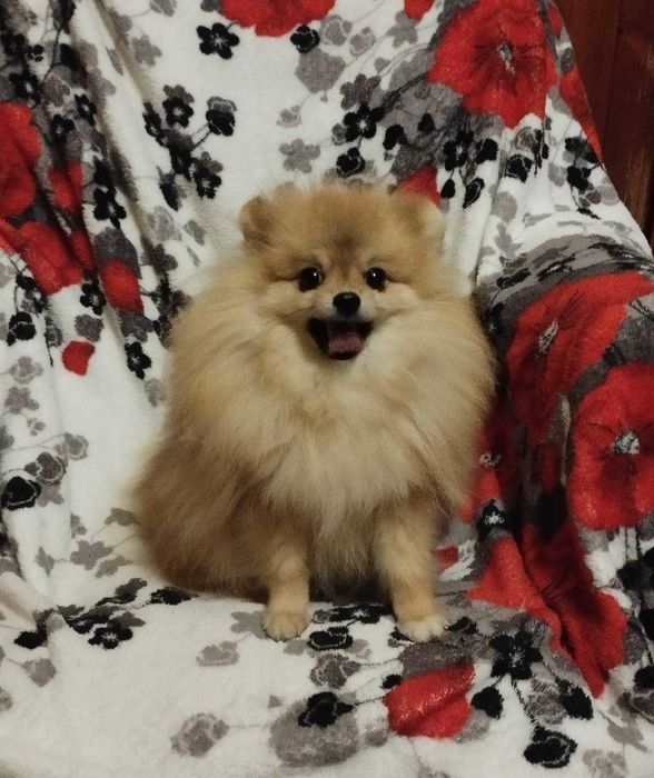 Хлопчик померанського шпіца