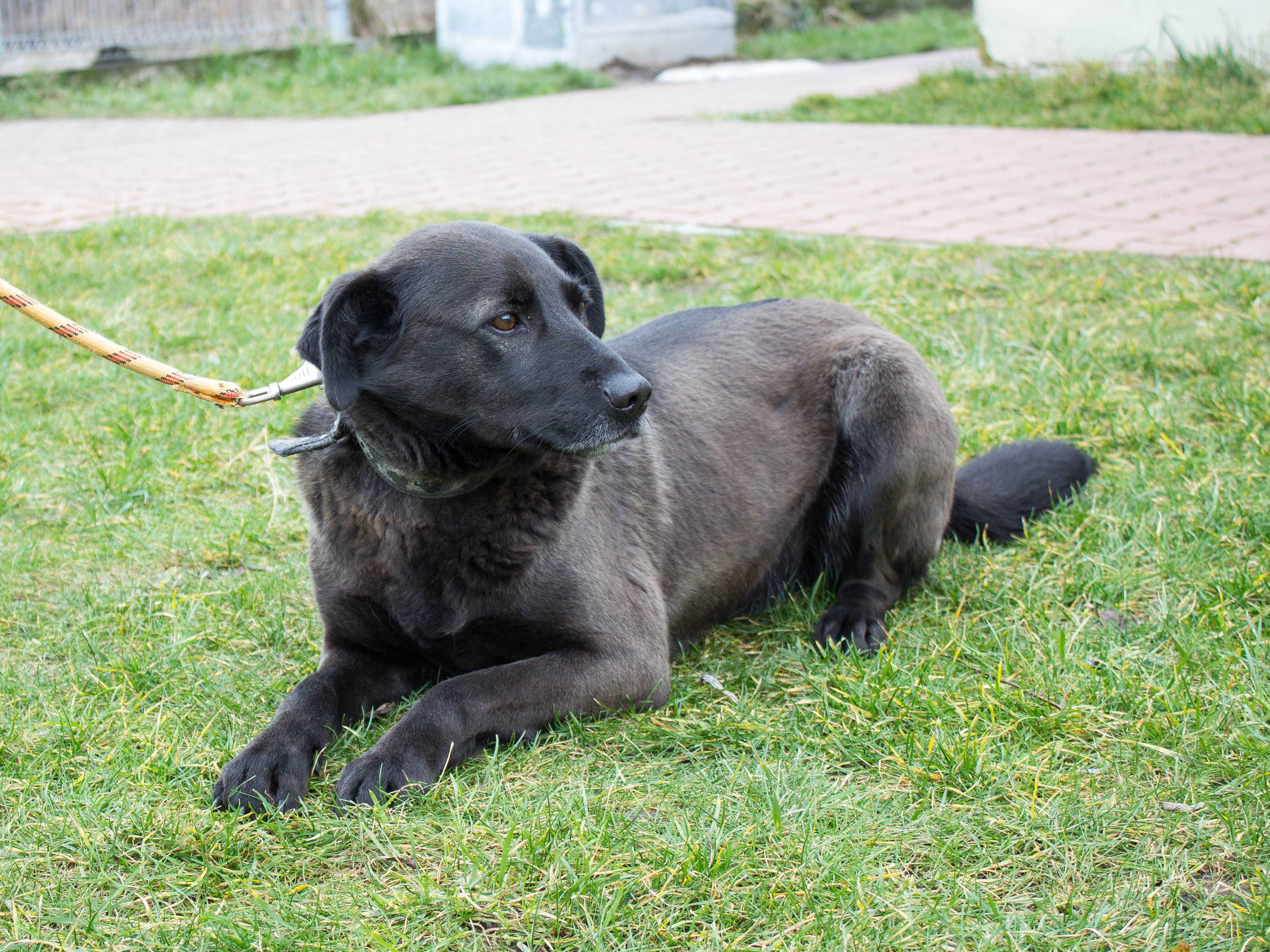 Pola - w typie Labrador; każdego dnia pokonuje swoje strachy