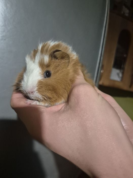 Miesięczne Świnki Morskie