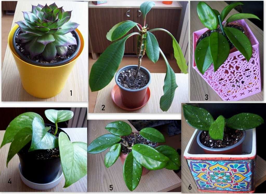 Hortensje hoja carnosa, epipremnum aureum, wilczomlecz, zamiokulkas,