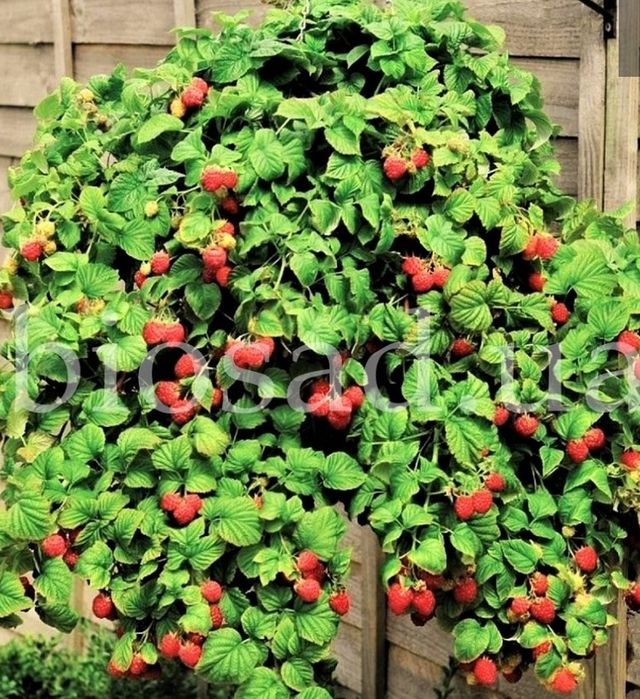 Саджанці малинового дерева