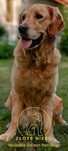 SUCZKA Golden Retriever JASNO ZŁOTY/szczeniak po championie/29 sierpni