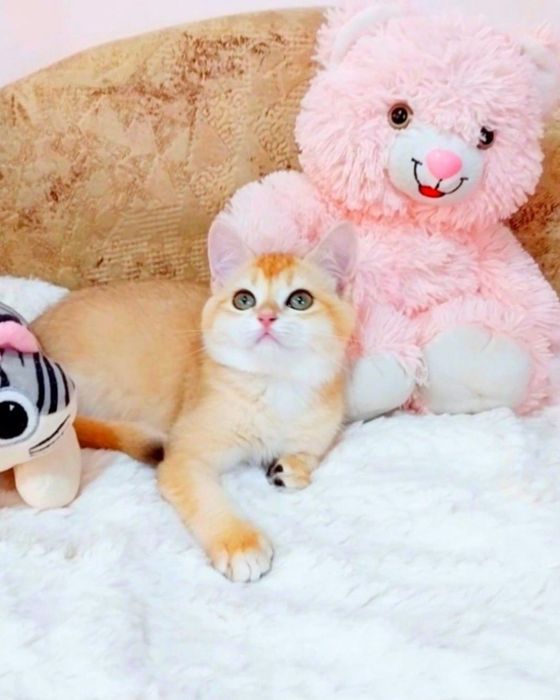 Скоттиш Страйт шотландочка красавица