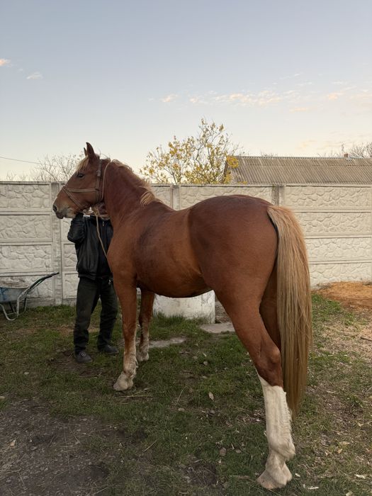 Продам робочого коня 5 років