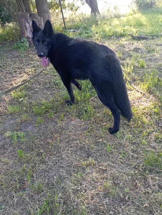 Підрощений Кобель німецької вівчарки