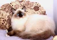 З чудовими, яскравими синіми очима породний котик-Порода-Ragdoll.