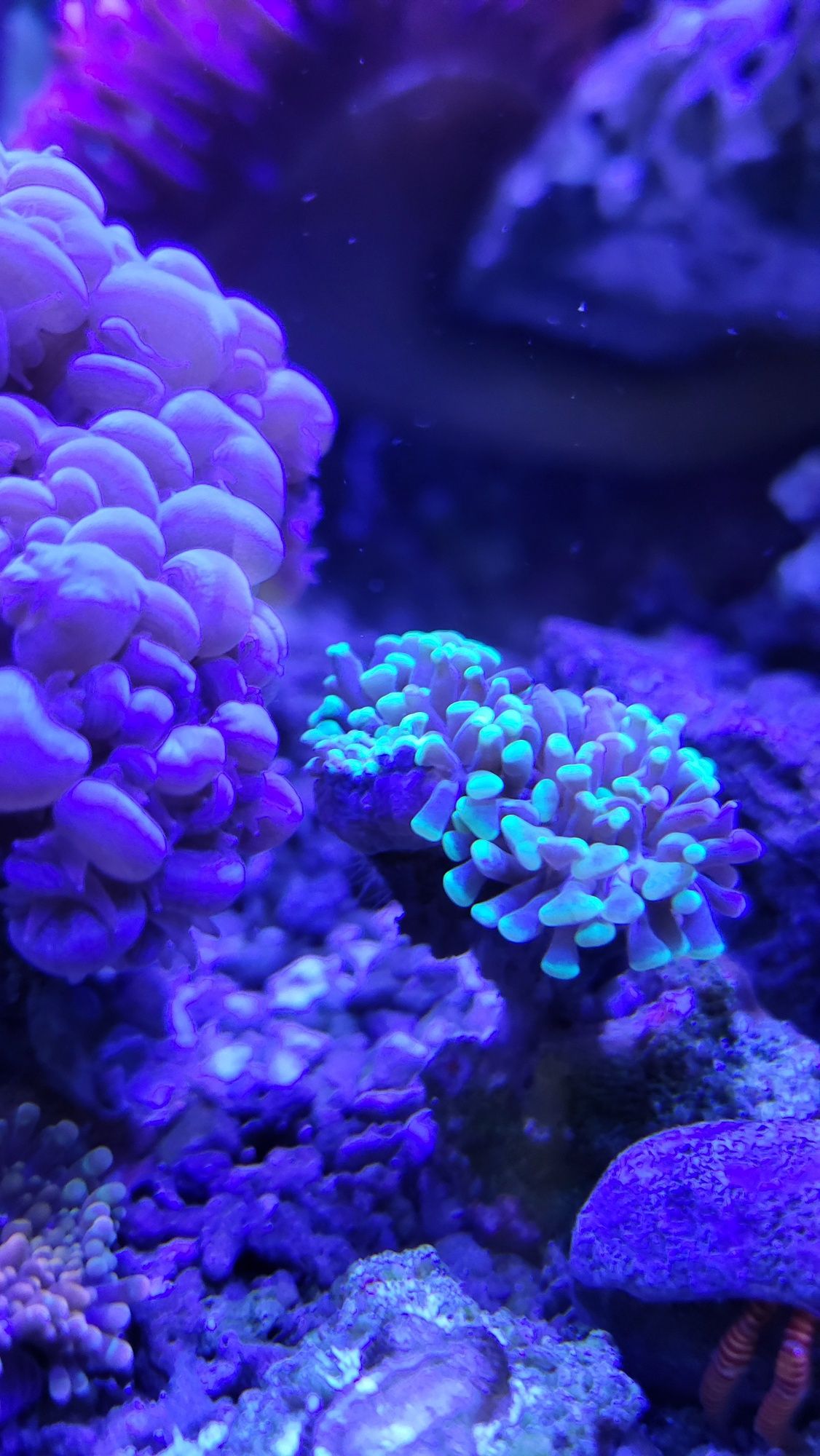 Euphylia koralowiec LPS