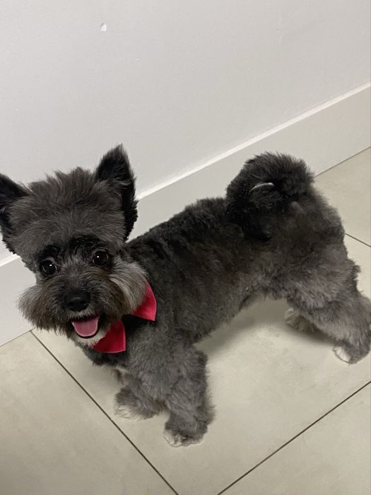 Miniaturowy piesek pieciomiesięczny