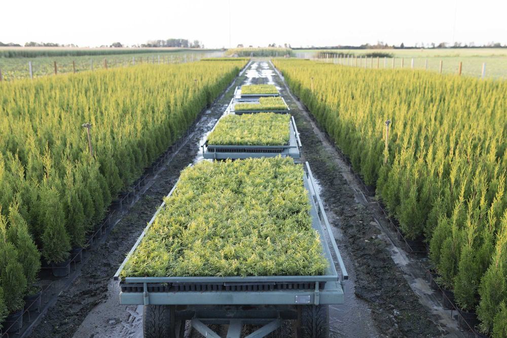 Tuja Tuje Thuja Szmaragd 75-85 cm. PRODUCENT