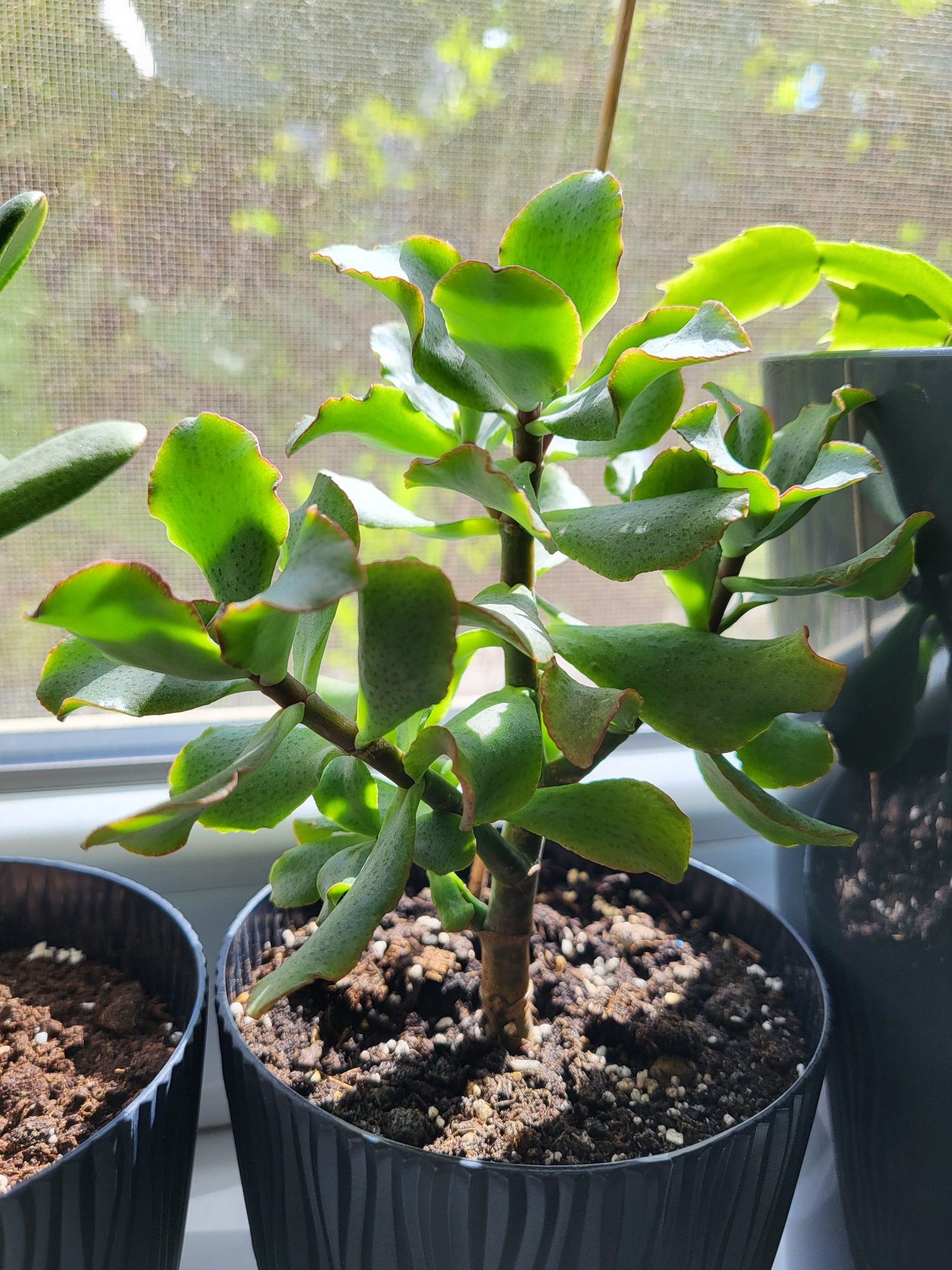 Crassula. Крассула. Грошове дерево.три растения. Корал, Синій птах, Ре