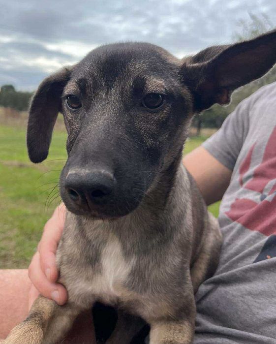 Capri suczka szczeniak do adopcji - uratowana