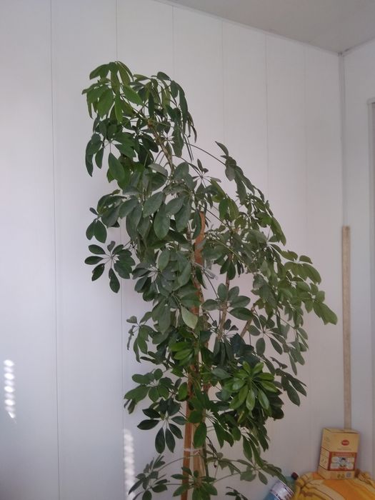 Продам шефлеру висота 180 см