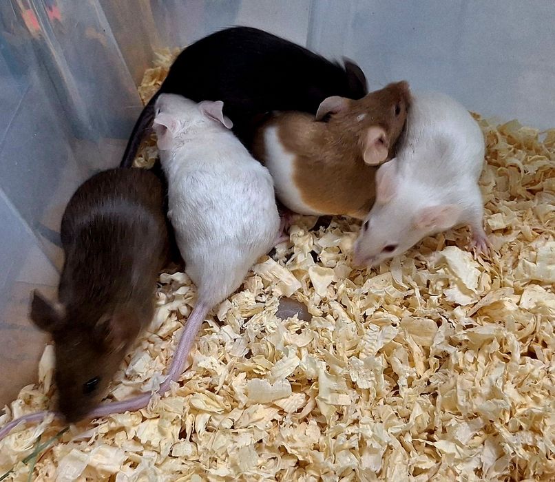 Myszy myszki kolorowe dumbo