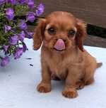 Cavalier King Charles Spaniel suczka ruby