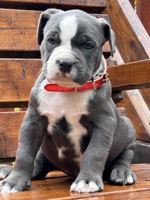 American Staffordshire Terrier piesek 3