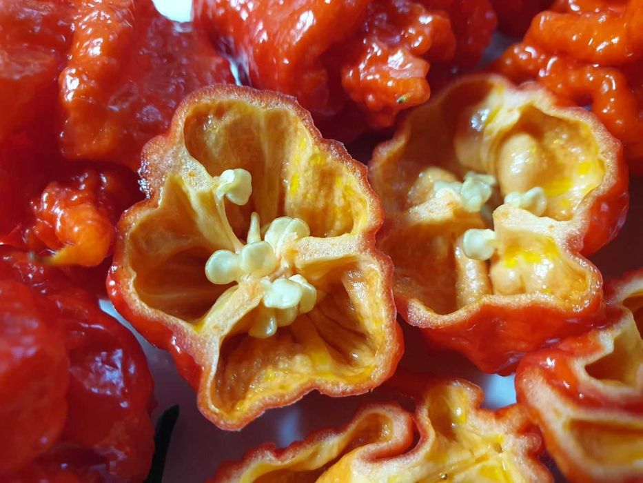Продам насіння Carolina Reaper Red/ Кароліна Ріпер Червоний