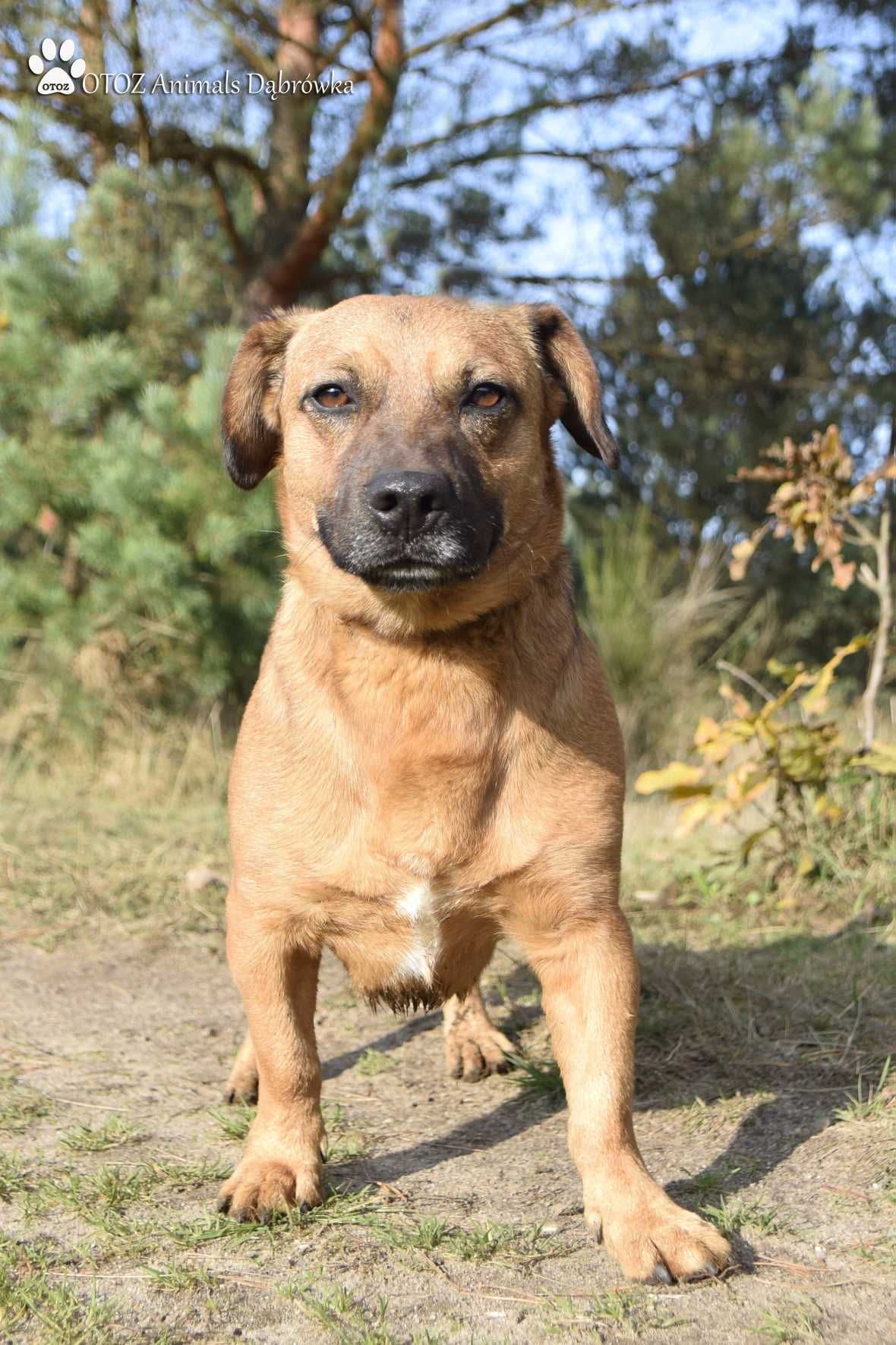 Rudy szuka przyjaciela - OTOZ Animals Schronisko w Dąbrówce