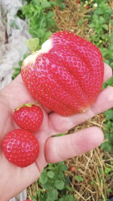 Najtaniej !!! Obornik granulowany kurzy bydlęcy nawóz 100 % naturalny