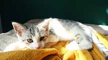 Srebrny kocurek do adopcji