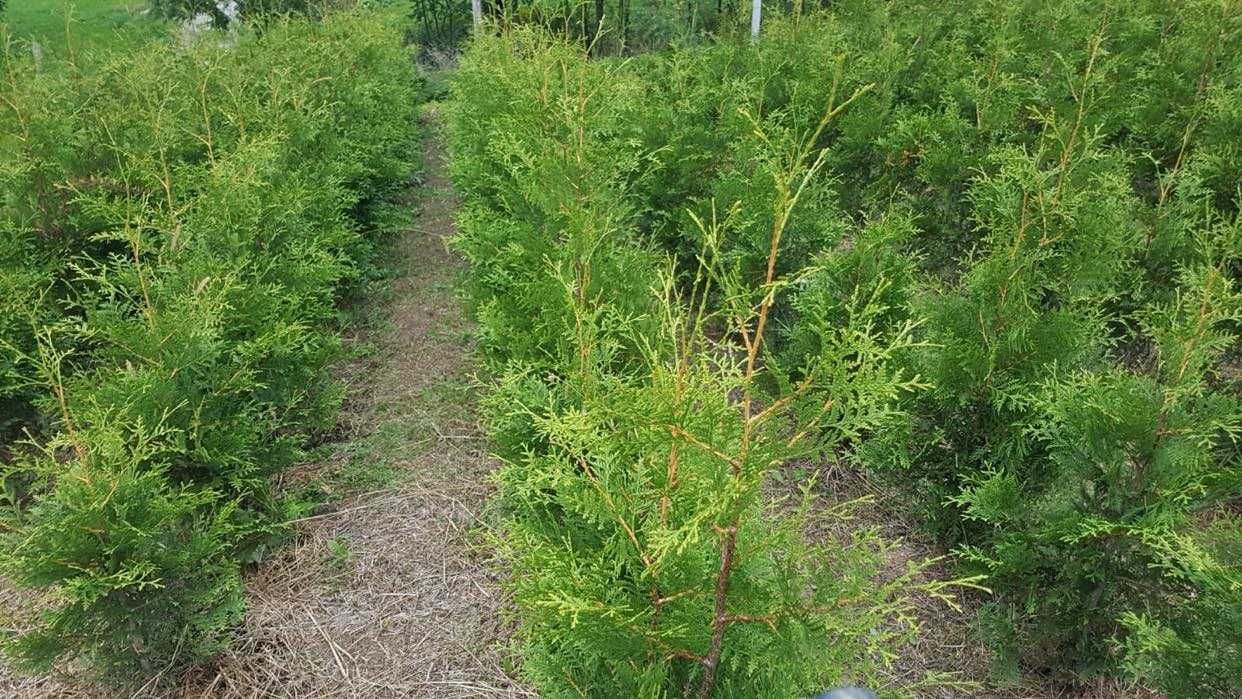 Tuja Brabant 125 cm zielona i cytrynowa , Krzewy Łękawica