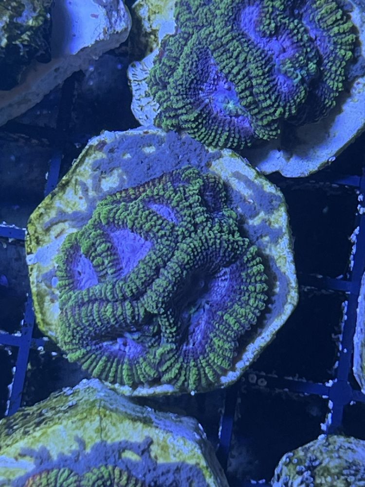 23 Favia - Joker Lps Koralowiec Morski Szybko Rosnie pieknie wyglada