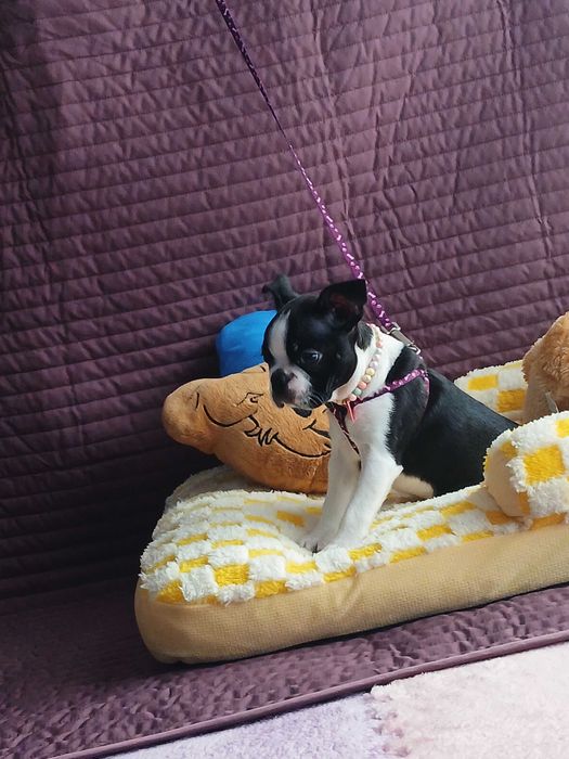 Boston Terrier piesek TOBI - nie Buldog