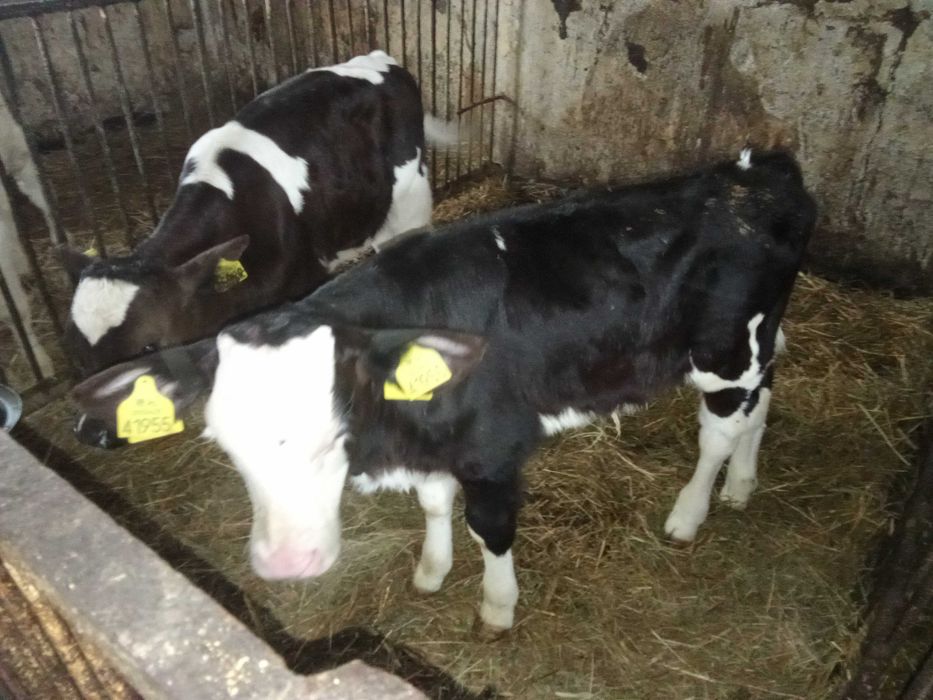 Sprzedam byczki mm ncb te co na zdjęciach