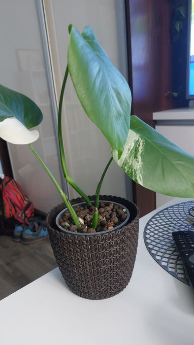 Monstera variegata szczyt i pędówka