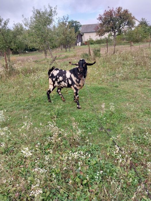 В'язка цап англо-нубійський запрошує в гості