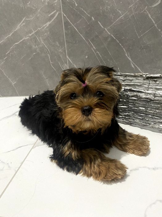 Йорки гарнесенькі