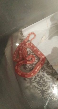 Wąż zbożowy amel i standard