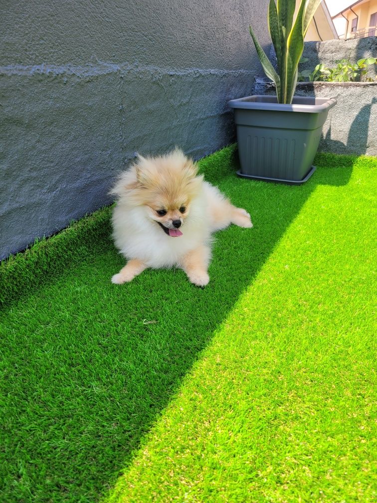 Lulu de Pomerânia (spitz)