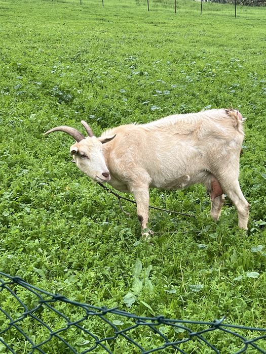 CABRA alpina  exelente linhagem