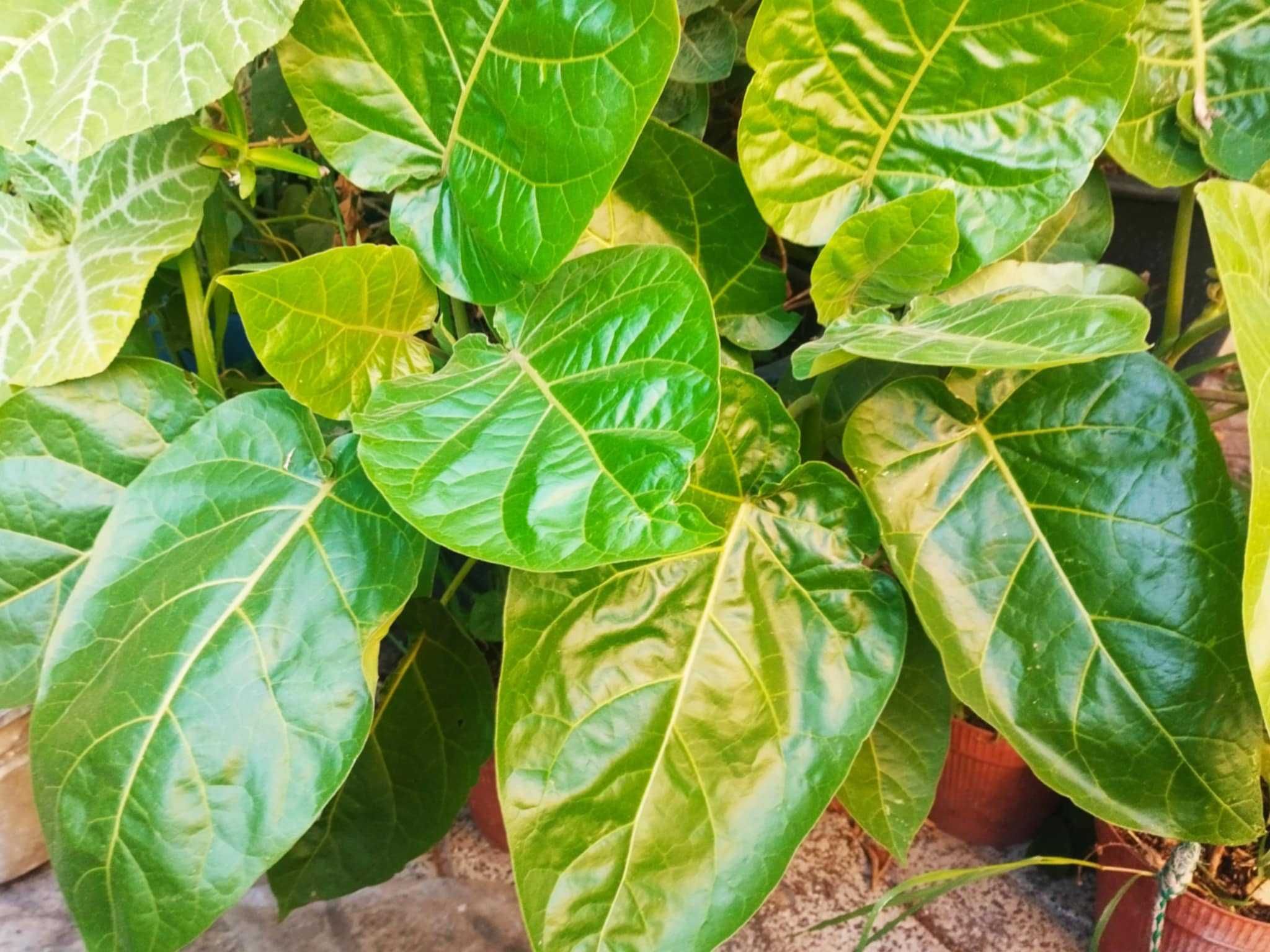 Arvore Tamarilho
