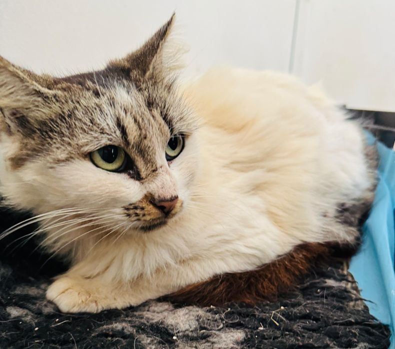 Gatinha de cerca de 2 anos