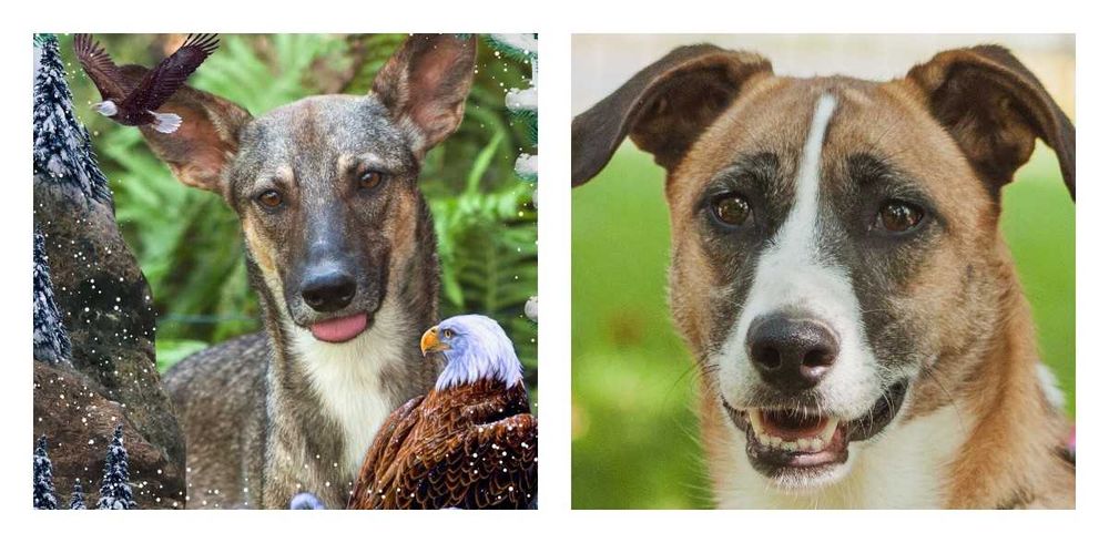 віддам собаку щеплені адекватні